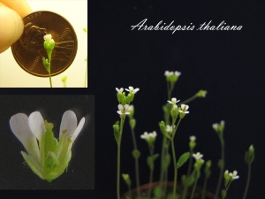 arabidopsis-thaliana6